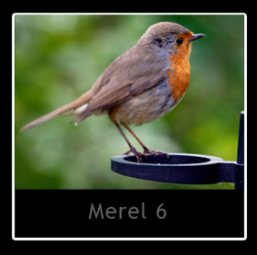 Merel 6