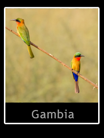 Gambia