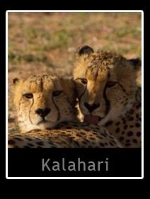 Kalahari