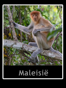Maleisi�